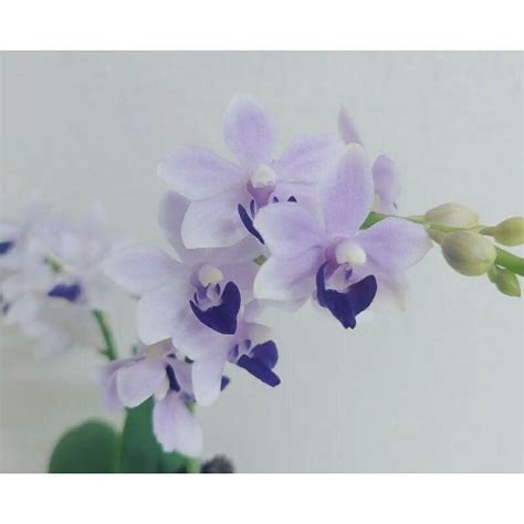 夜來香照顧 藍紫色蝴蝶蘭